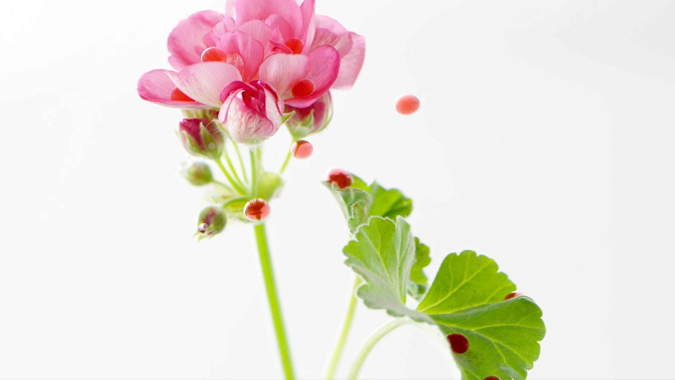 L'Oréal - Botanicals Geranium