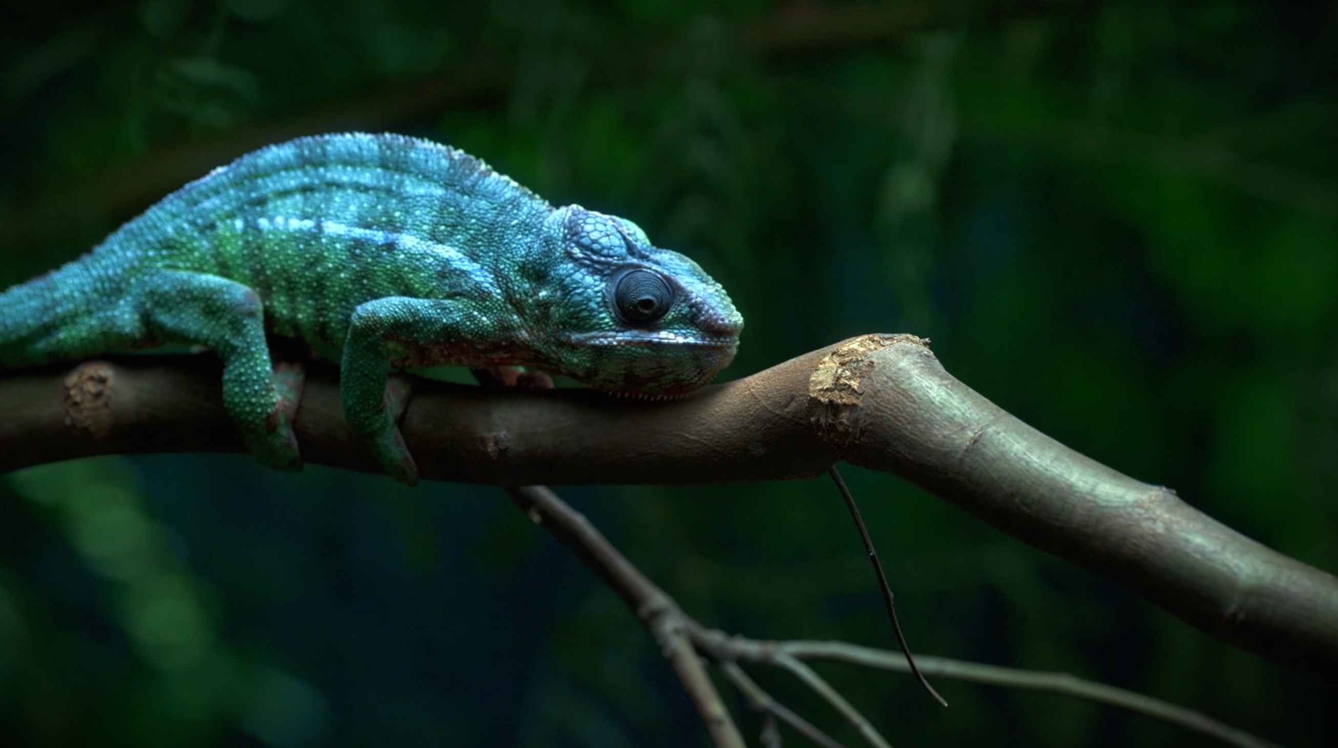 Dolby - Chameleon
